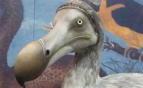 dodo kuşunun nesli tükendi mi
